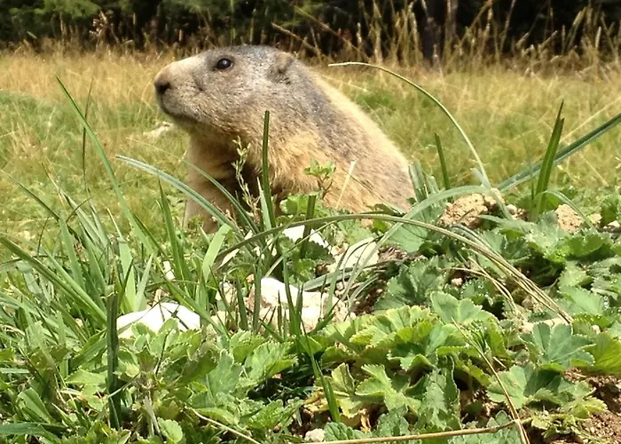 Am Sonnenhuegel Ξενοδοχείο Filzmoos