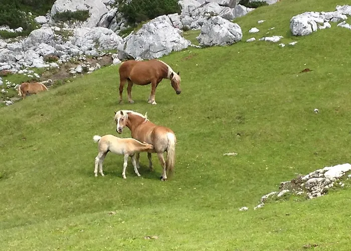 Am Sonnenhuegel Ξενοδοχείο 3*